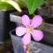 Drosera capensis 'Giant' (Fleurs)