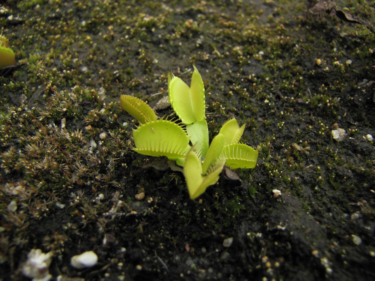 Dionée muscipula