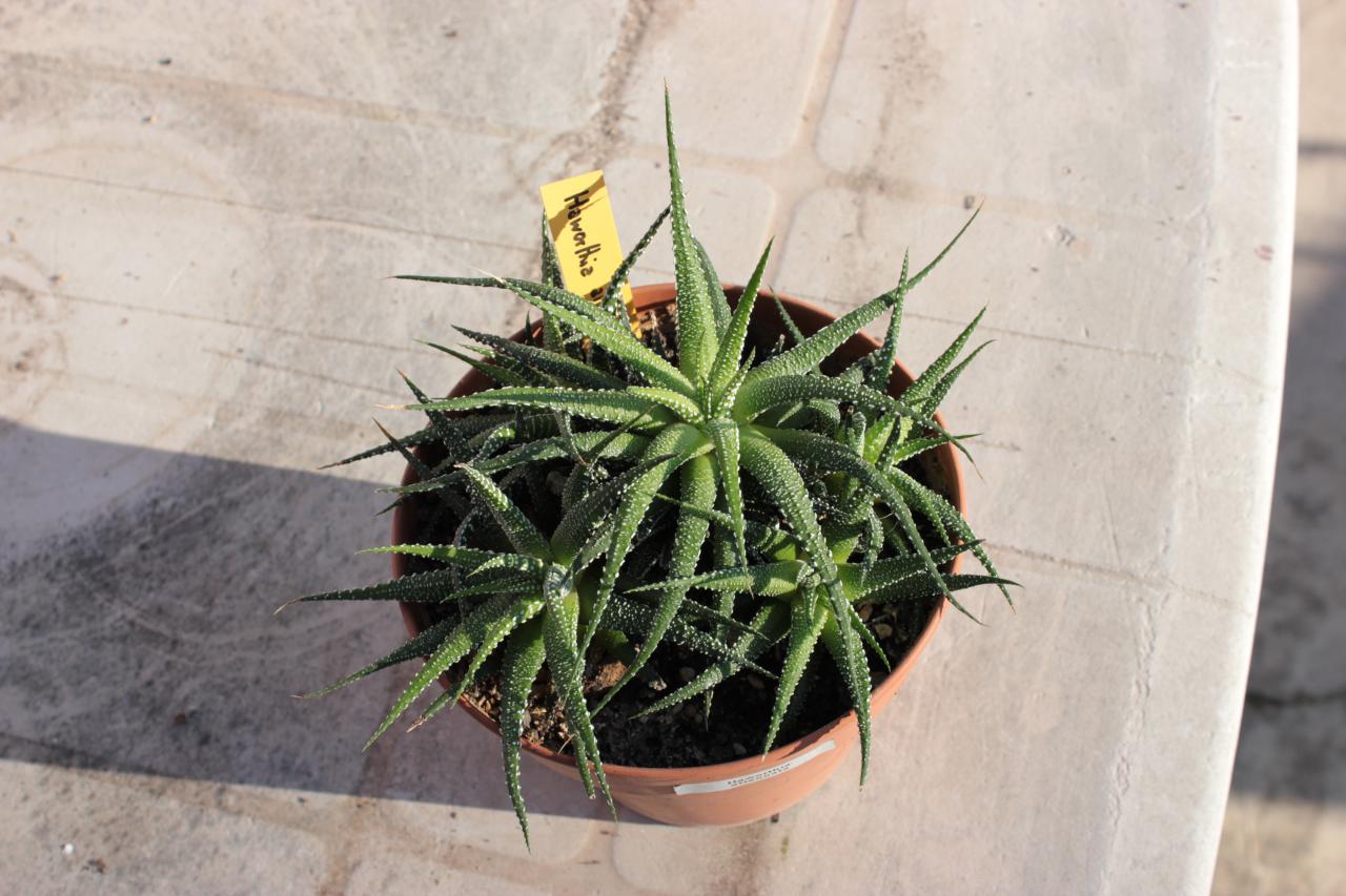 Haworthia attenuata