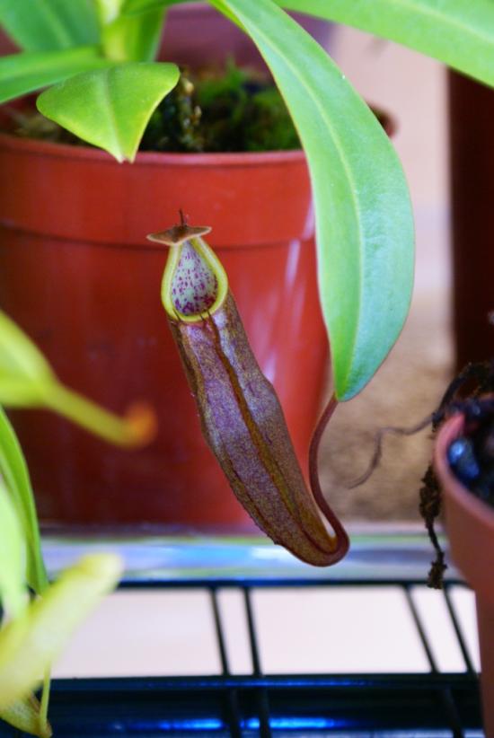 Nepenthes sanguinea 'Black Beauty'