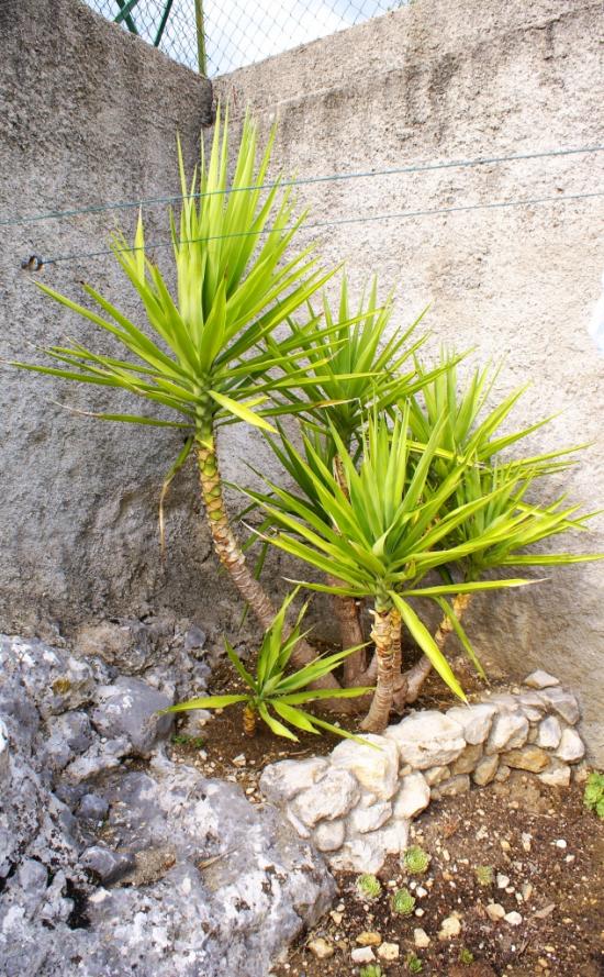 Yucca aloïfolia