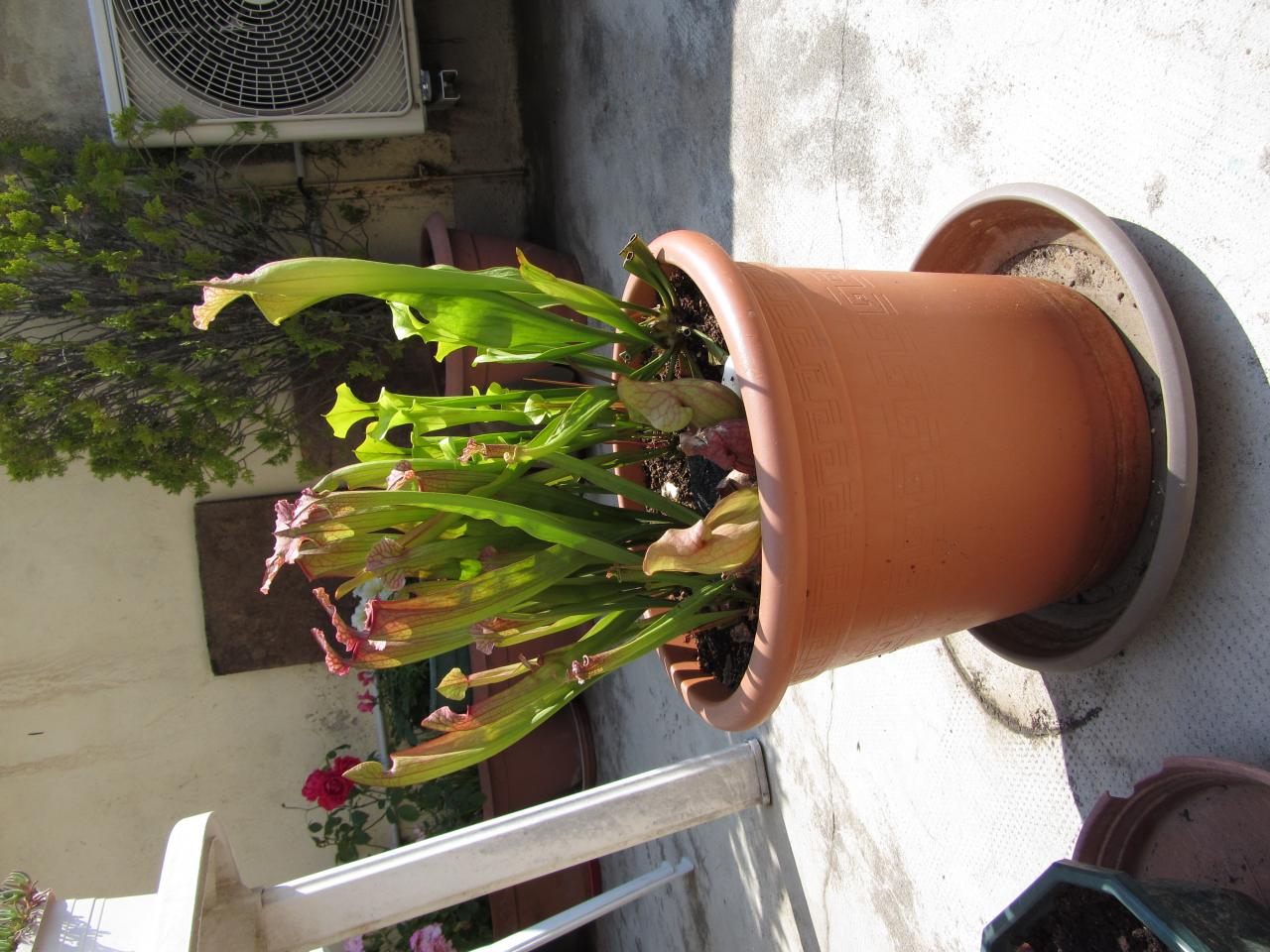 Mélange de Sarracenia en pot