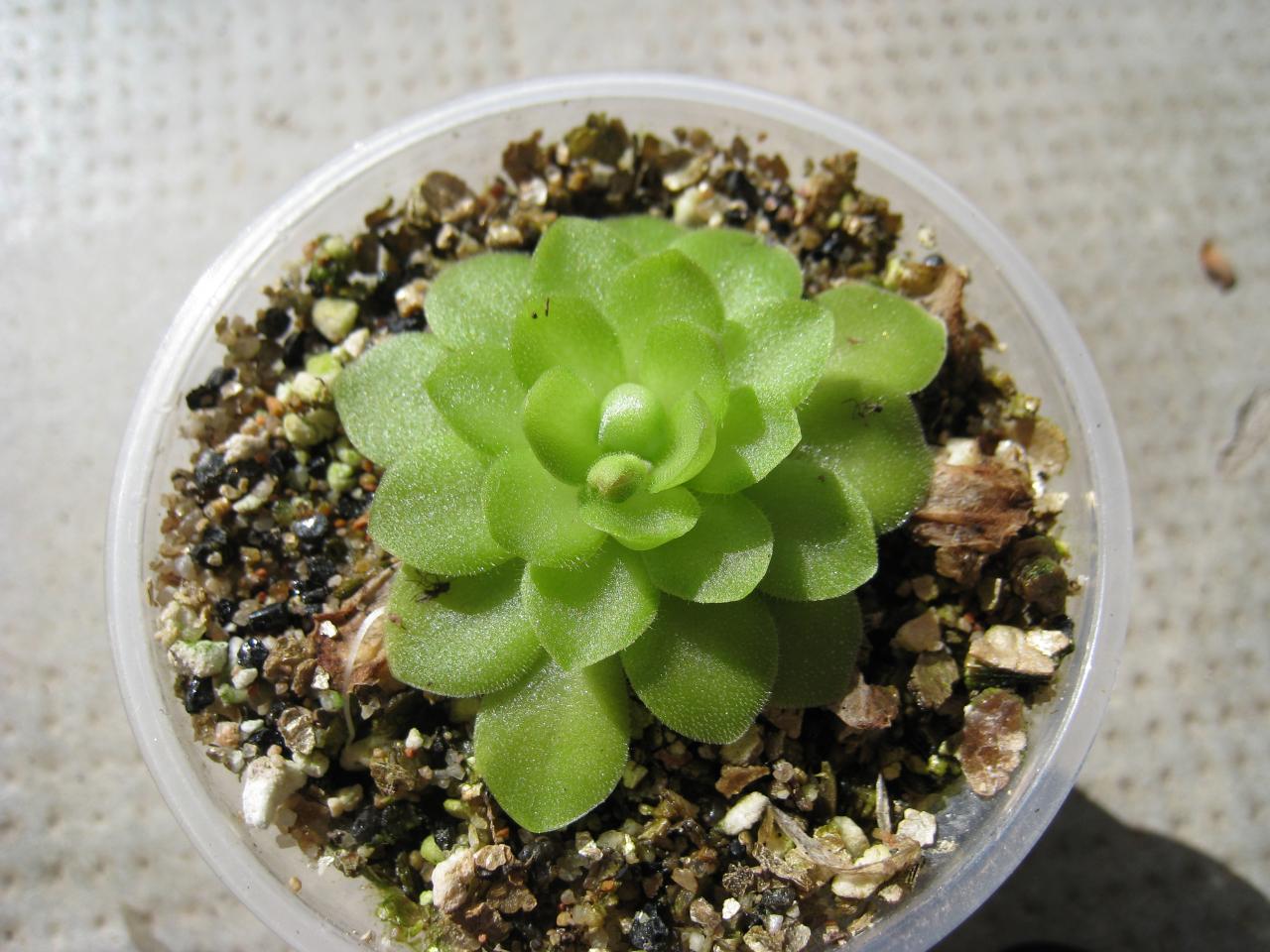 Pinguicula x 'Weser' (Forme hivernale)