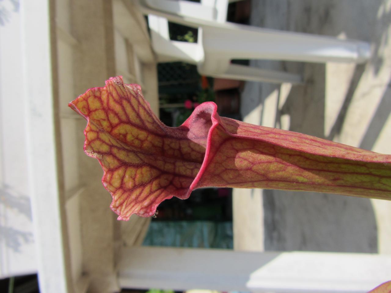 Sarracenia hybride rouge (2)