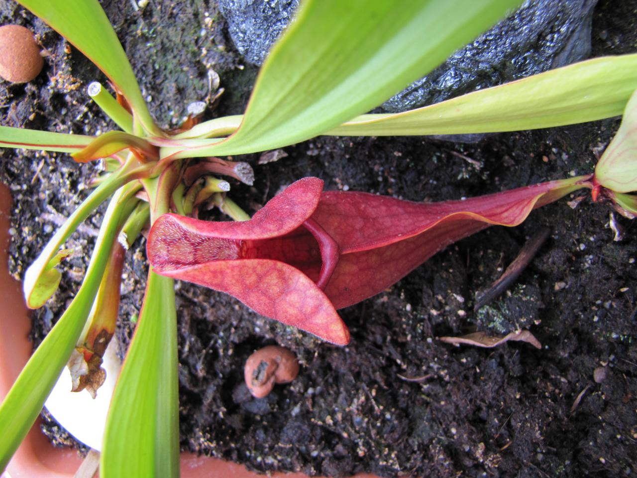 Sarracenia x purpurea sub. venosa